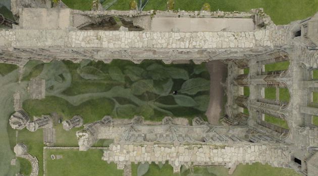 Heritage tree, Whitby abbey